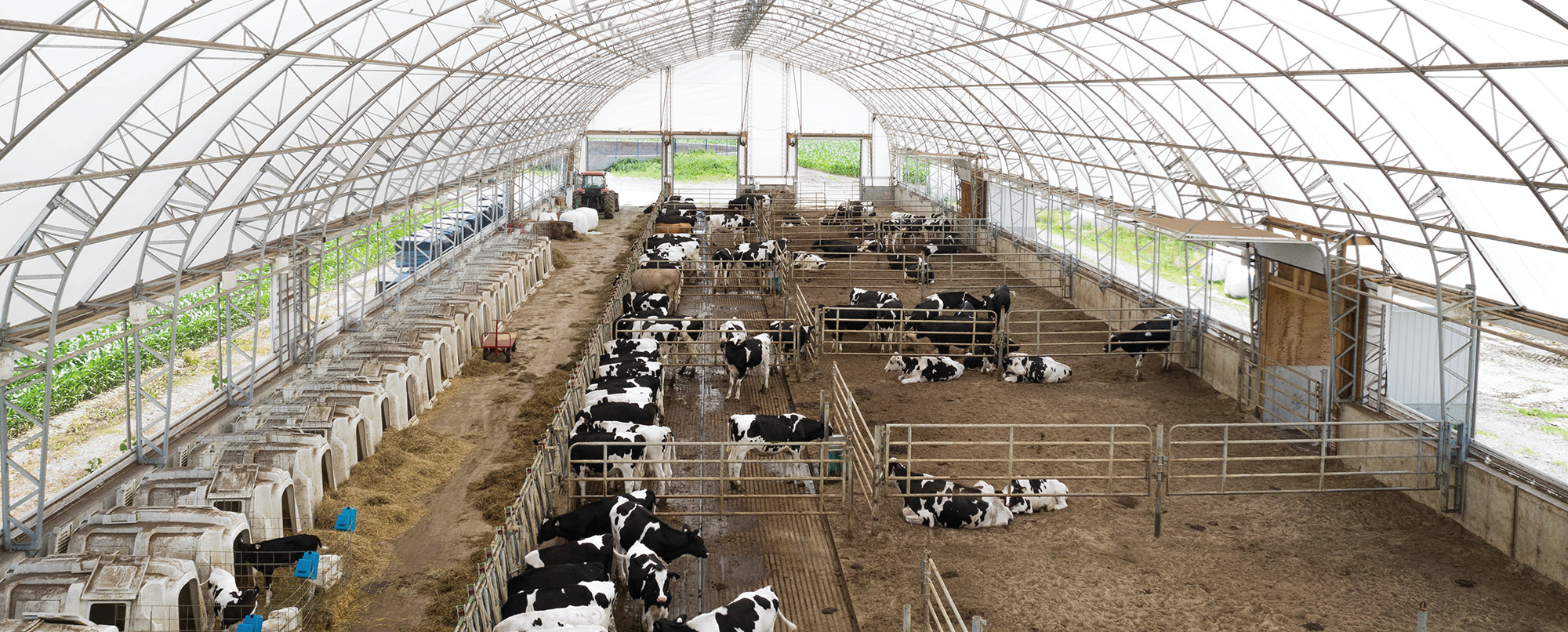 Dairy cows in free-stall housing inside a fabric building with natural daylight